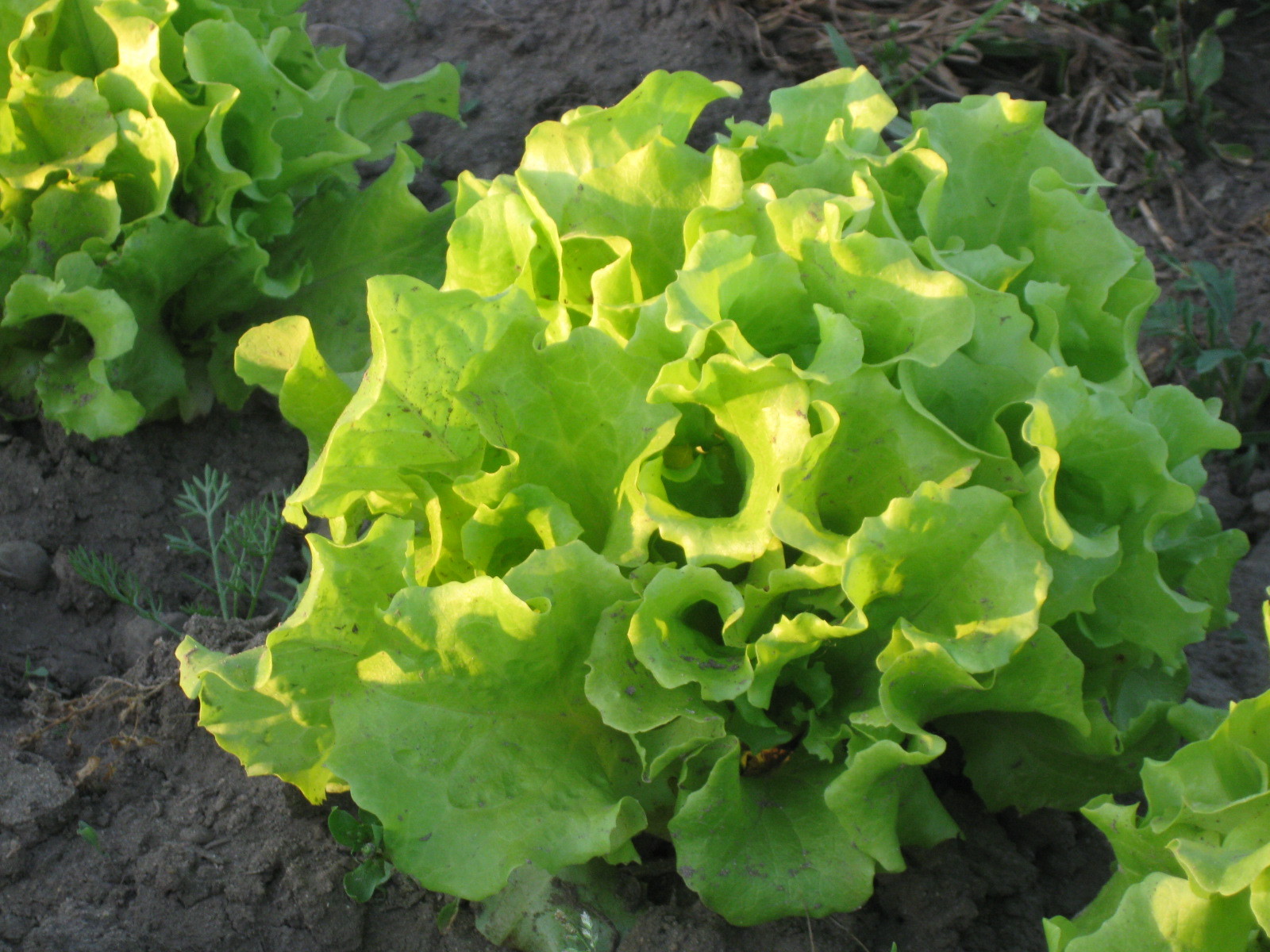 Primary image for Non-GMO Black Seeded Simpson Lettuce - 500 Seeds