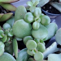 Baby Jade Plant, live 2 inch succulent, Crassula Ovata 'Baby Jade'