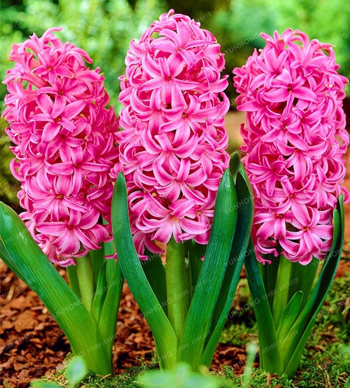 Hyacinth Bulb,Pink Hyacinth Flowers,Water Plant Easy Grow