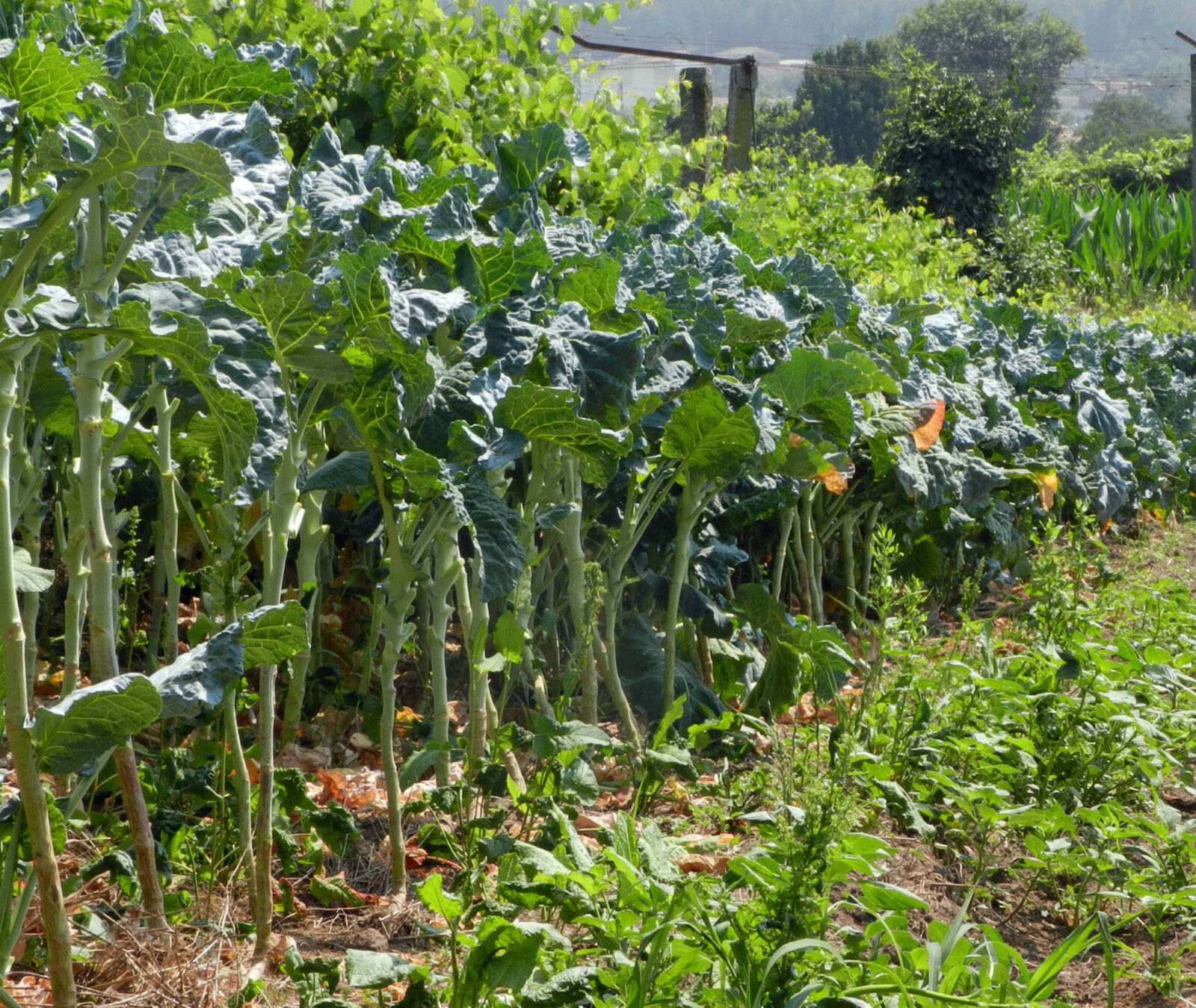 Couve Galega Portuguese Walking Stick Cabbage Kale Tree Collard Greens 50 seeds Other Plants