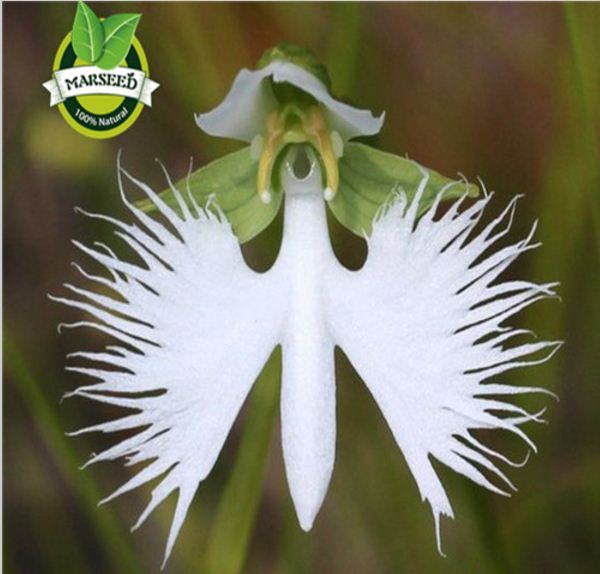 World's Rare Flower Japanese Radiata DEMANGAN White Dove Orchids 50PCS ...