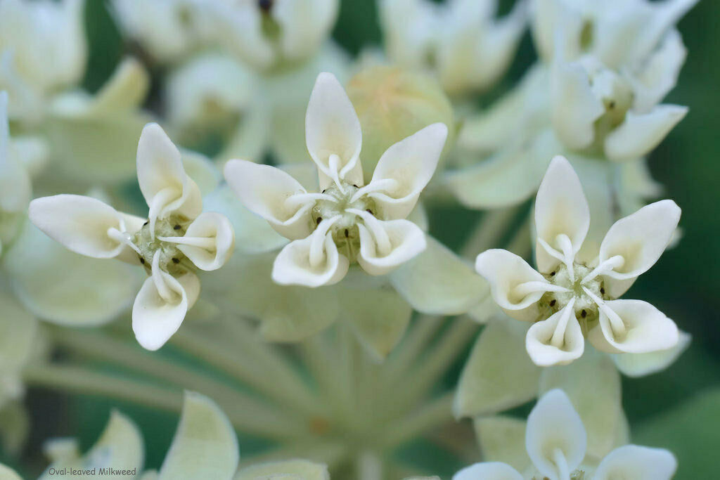 SHIPPED FROM US 20 Asclepias Ovalifolia Dwarf Oval leaf Milkweed Seed ...