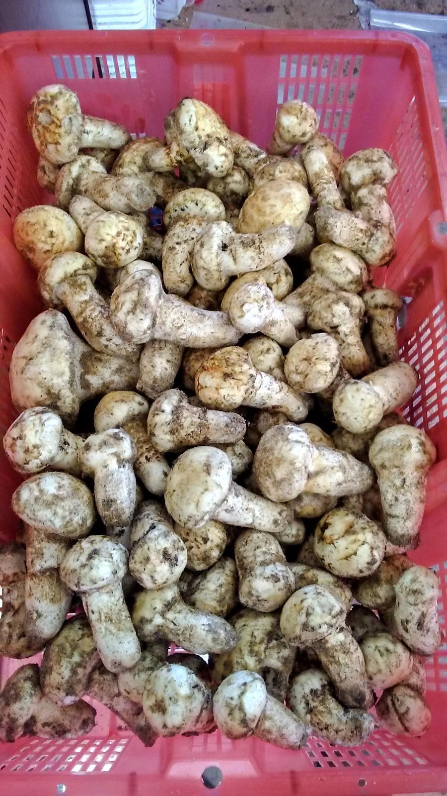 MATSUTAKE (PINE) MUSHROOMS (DRIED) 1oz BAG PREMIUM 2020 OREGON COAST