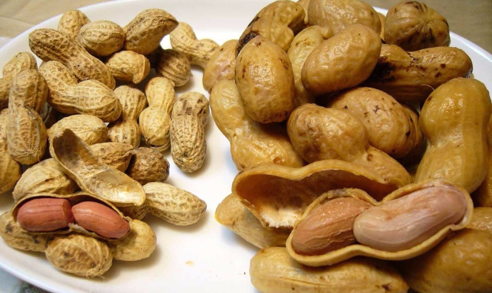 Jumbo Virginia Peanut 10 seeds Extra Large Heirloom Non GMO CombSH D81