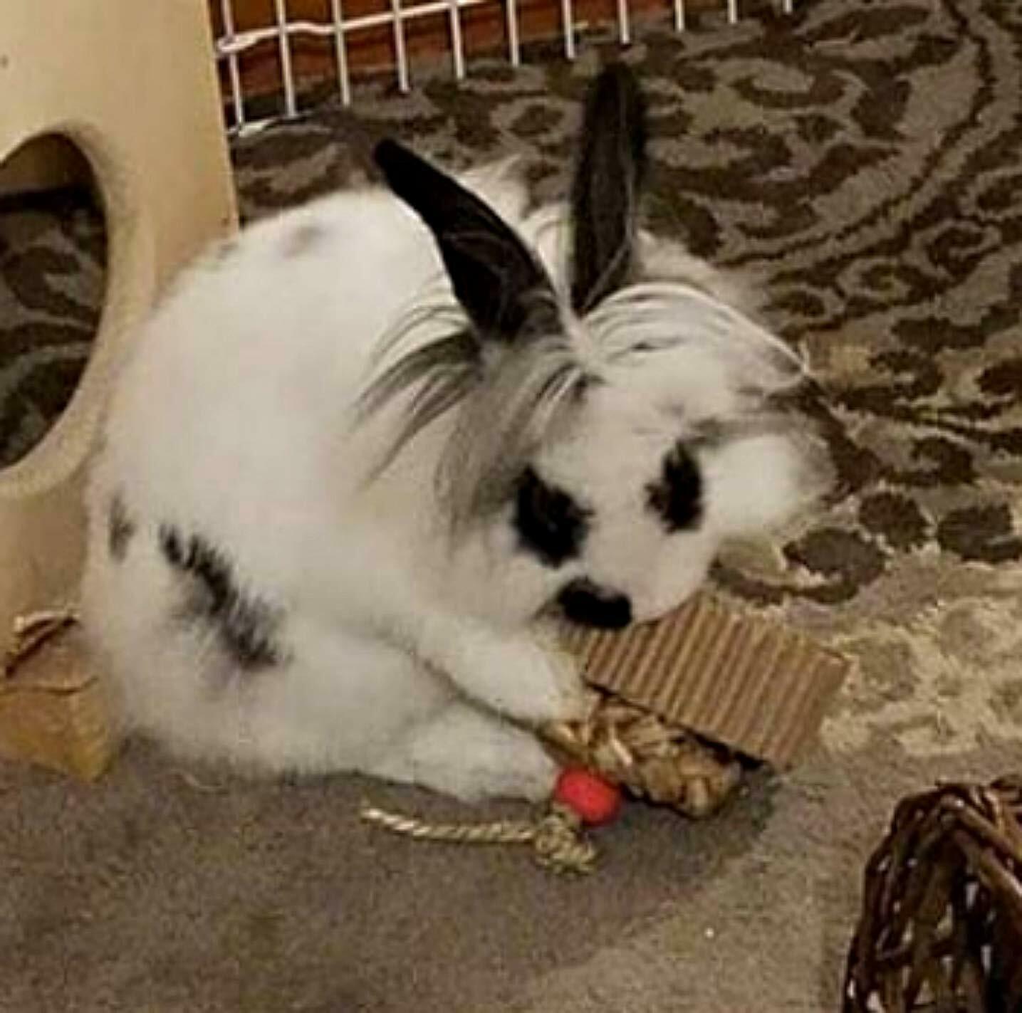 Rabbit Toys Rolling Fun Cardboard Natural Cardboard Seagrass Dental