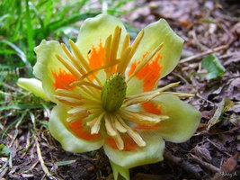 Tulip Tree quart pot liriodendrontulipifera image 5