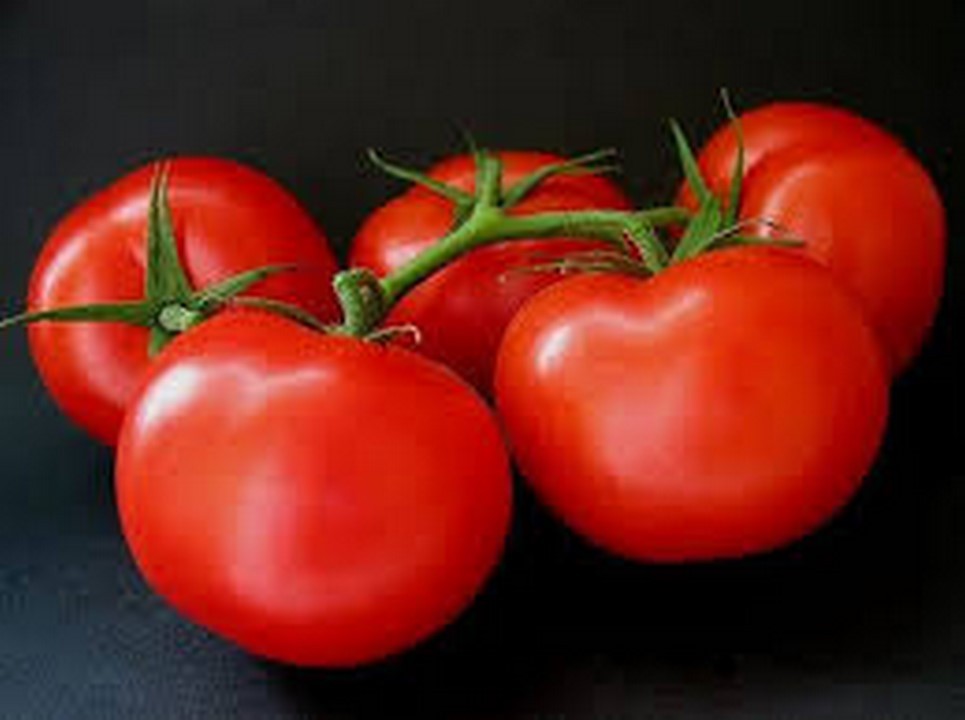 Tomato Ace 55 50 Seeds Seeds