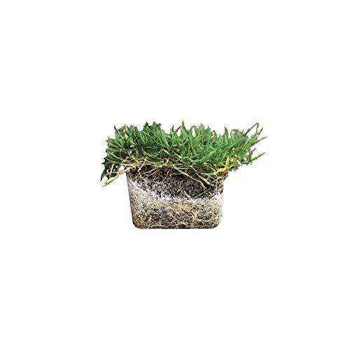 Zoysia Grass Plugs - Large 3" x 3" Plugs - 18 Count Tray - Drought, Salt & Shade - Other Garden ...