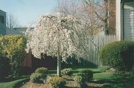Weeping Yoshino Cherry tree 2.5" pot image 2