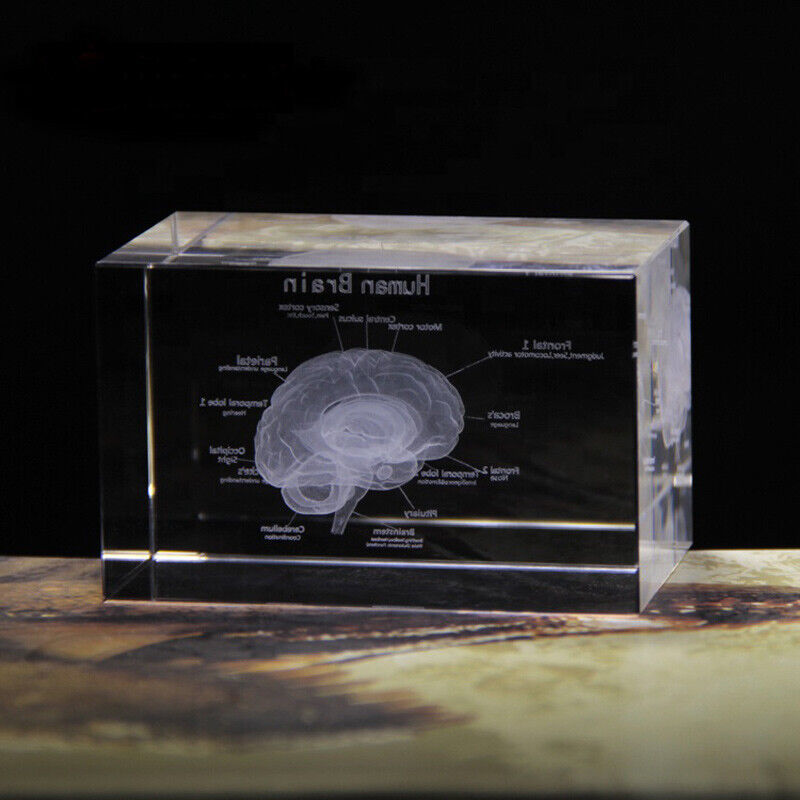 Human Brain Structure Cut Etched Glass Cube 3d Laser Engraved Crystal ...