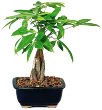 Money Tree Bonsai   -  10-12’’ in. Live Plant with Ceramic Pot image 1