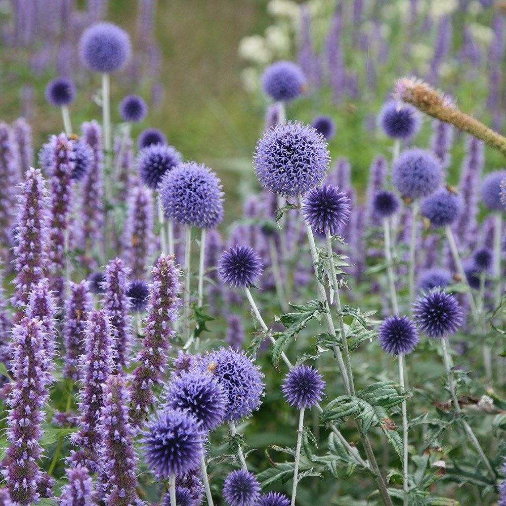 25 Seeds Blue Globe Thistle (Echinops Ritro) - New Fresh Seeds ...