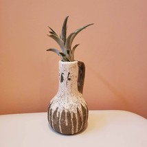 Airplant Vase, Ceramic Vase with Live Air Plant, Tillandsia Decor Gift image 6
