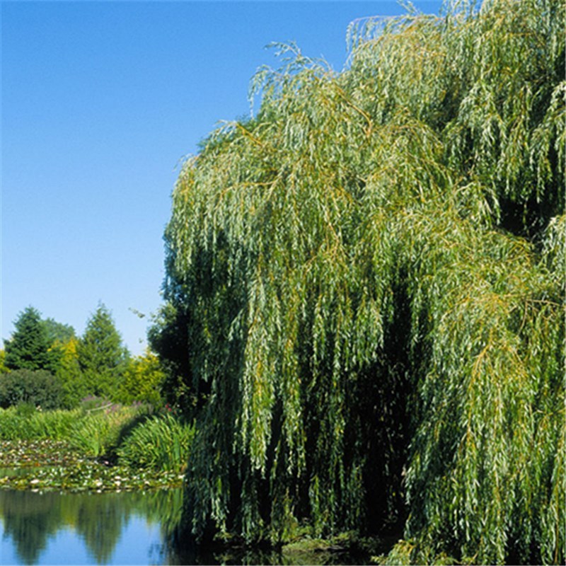 100pcs Willow Tree Seeds, Water Willow, Weeping Willow, Salix