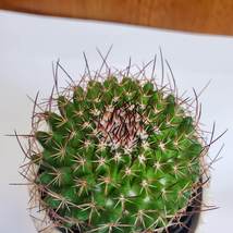 Live Cactus Plant - Mammillaria Mystax Globe Cactus, 3" Succulent Houseplant image 5