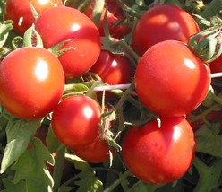 Tomato Seeds 50 Red Russian Tomato Seeds Vegetable Seeds Heirloom Tomato - $5.00
