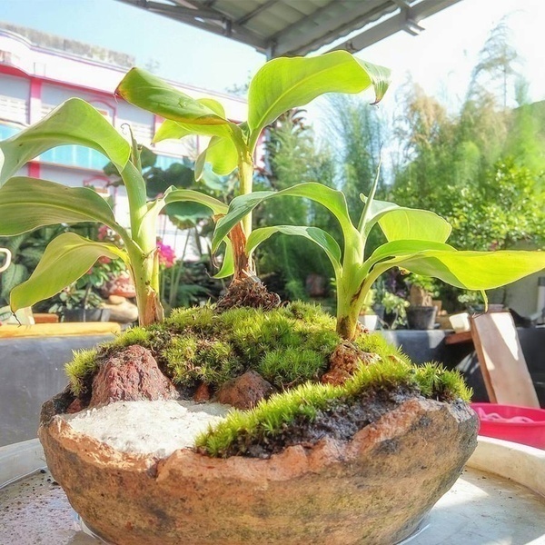 Mini Dwarf Banana Seeds (100 Pc/Pack) Bonsai Tree Mini