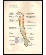 Arm Upper Limb Back View Anatomy Diagrams 1924 - $18.99