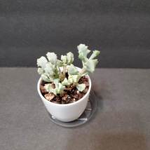 Live Succulent in White Pot, Deltoid Leaved Dew Plant, Oscularia Deltoides image 6