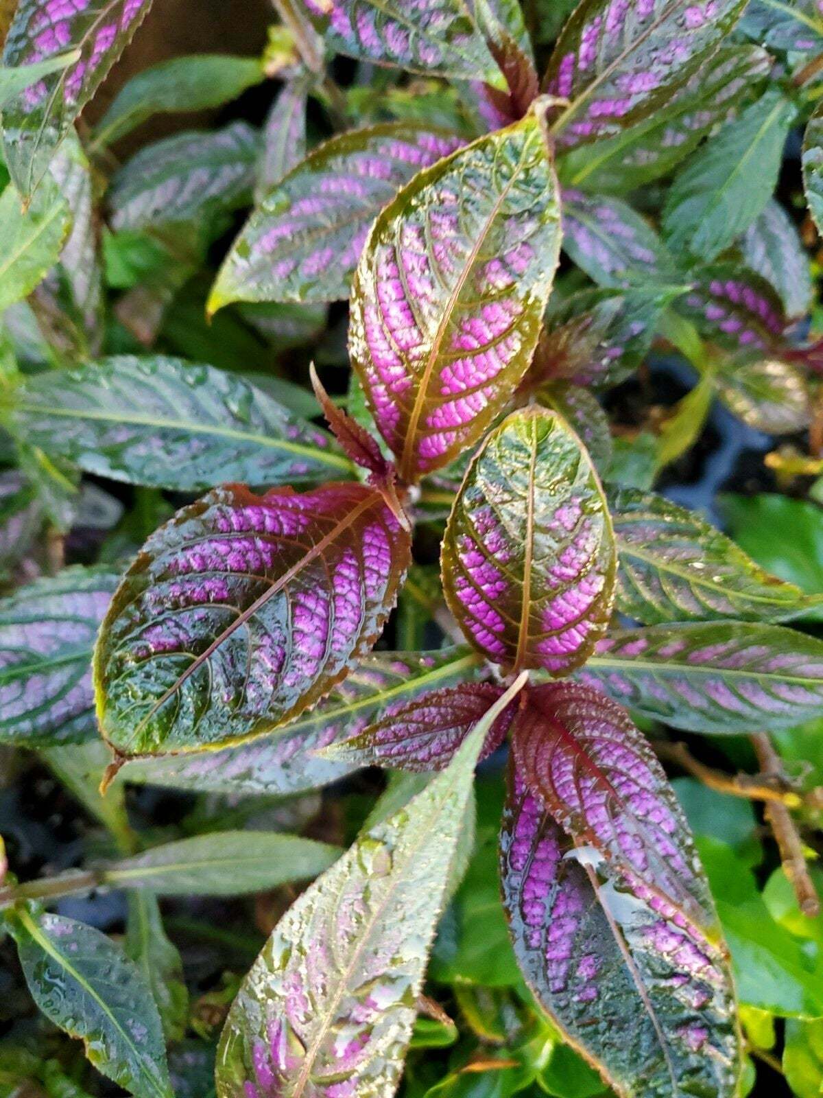 Persian Shield Live Plant 5 to 7 inches Strobilanthes