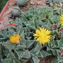 20 Seeds Pebbled Tiger Jaws Succulent Seeds Faucaria Tuberculosa Seed - $18.43