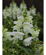MPB#4 Snapdragon Seeds Snapdragon Candy Tops White 50 Pelleted Seeds - $9.50