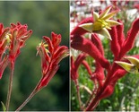 Home Garden - Red Kangaroo Paw Live Plants - BG - £68.15 GBP