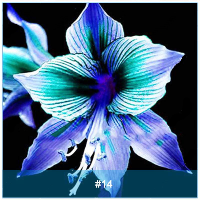 2Pcs Big Amaryllis Bulbs,Amaryllis Flowers,Barbados Lily,Hippeastrum