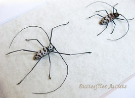 Flat Faced Longhorn Beetles Gerania Bosci Pair Entomology Collectible Display  - $77.99