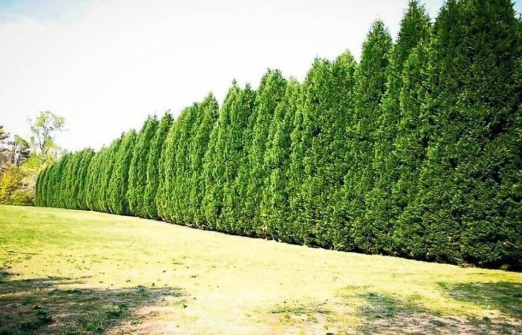 10 Well Rooted 6 Leyland Cypress Plant, Cypress Tree Plant Live - DL
