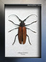 Giant Longhorn Callipogon Armillatus Beetle Entomology Collectible Shadowbox - $107.99