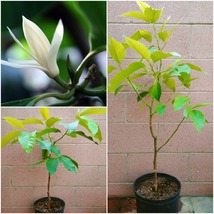 Michelia Alba/Magnolia Champaca Live Plant (White Flowers) - Home Garden - $363.99