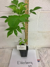 Elderberry (Sambucus canadensis) shrub qt. pot image 5