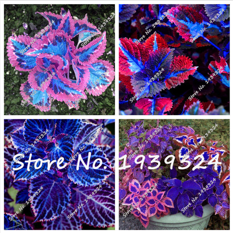 100Seeds blue Coleus rare flower seeds,Indoor flower bonsai seeds