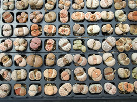 Living stones Lithops Variety MIX succulent mesembs stone cactus seed 50 SEEDS - $9.99