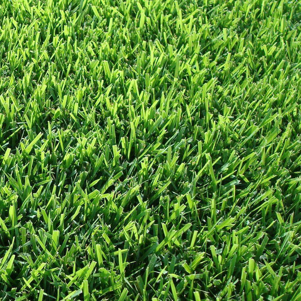 Zoysia Sod Plugs Large 3" x 3" Drought, Salt & Shade Tolerant Turf