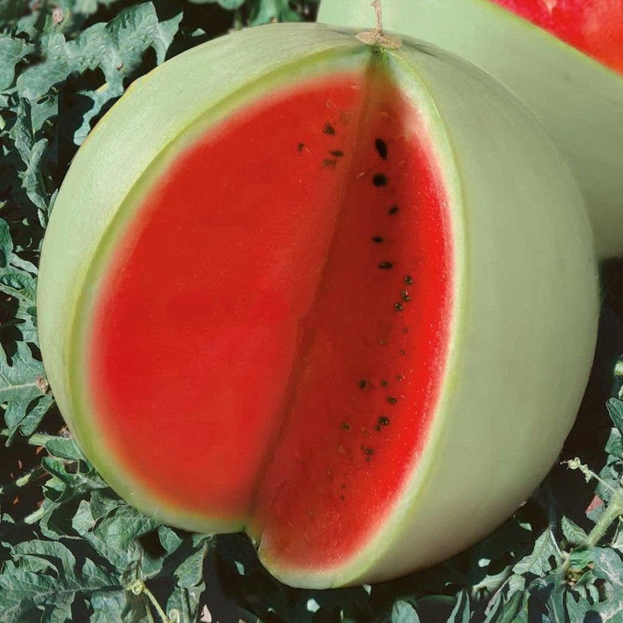 20 Seed Watermelon Dark Red inside White Skin Melon Seeds, DIY Fruit