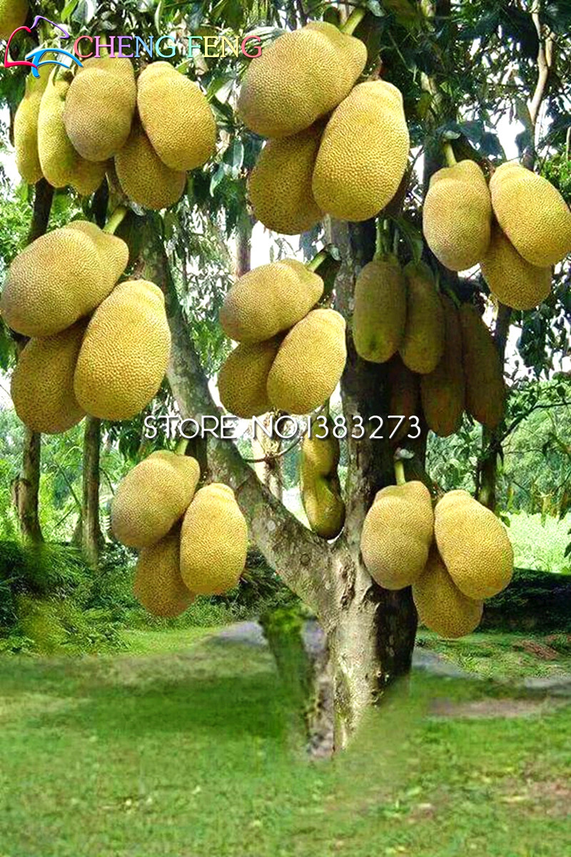 Buy 1 get 1 Rare Hot 5pcs Japan Fresh Jackfruit Seeds Miracle Fruit