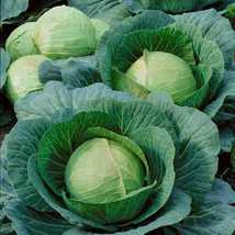 9 Variety Seeds - Danish Ballhead Cabbage Sauerkraut Amager Seeds #SMS60 - $12.99