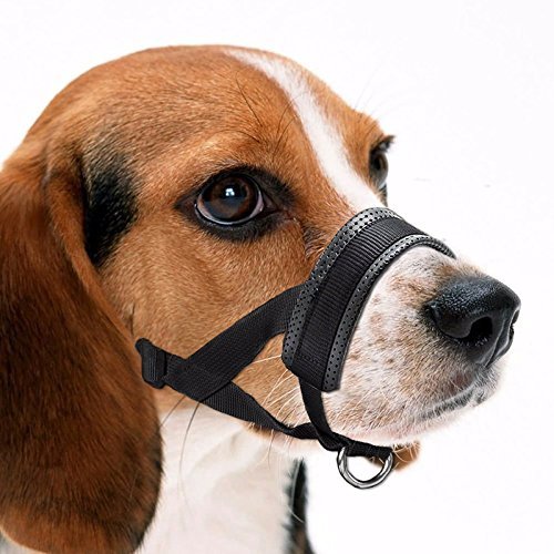 muzzle training a dog that bites