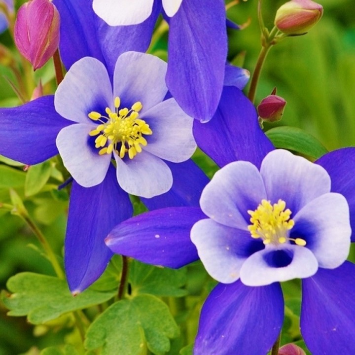COLUMBINE BLUE Star Aquilegia Caerulea 50 Seeds Seeds
