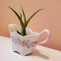 Airplant in Upcycled Vintage Creamer, Cottagecore Planter, Air Plant Holder image 4