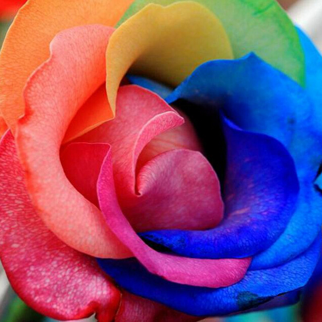 100 pcs Rare Holland Rainbow Rose Seeds Flower Home Garden in bonsai