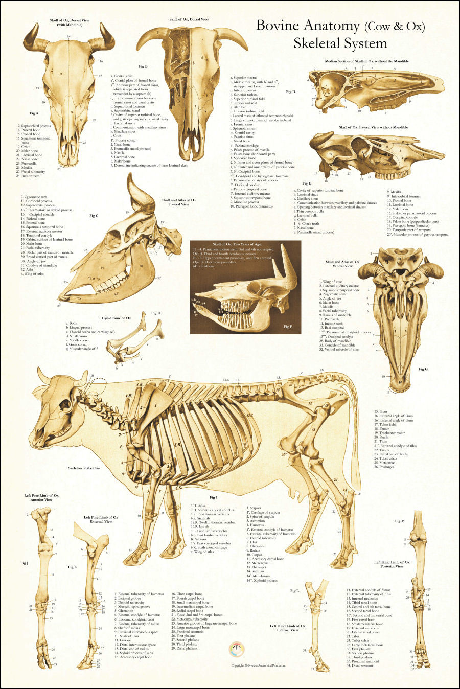 Строение скелета коровы анатомия
