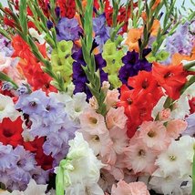 12 X-Large Bulbs-Hybrid Gladiolus Bright Mixture - $31.68