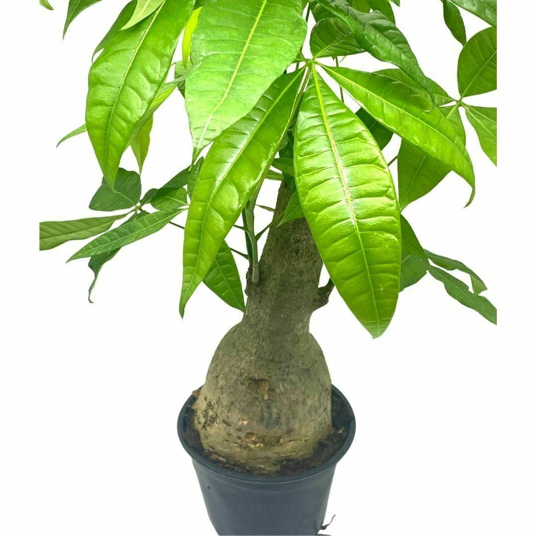 Money Tree Stump, Pachira aquatica, in 6 and similar items