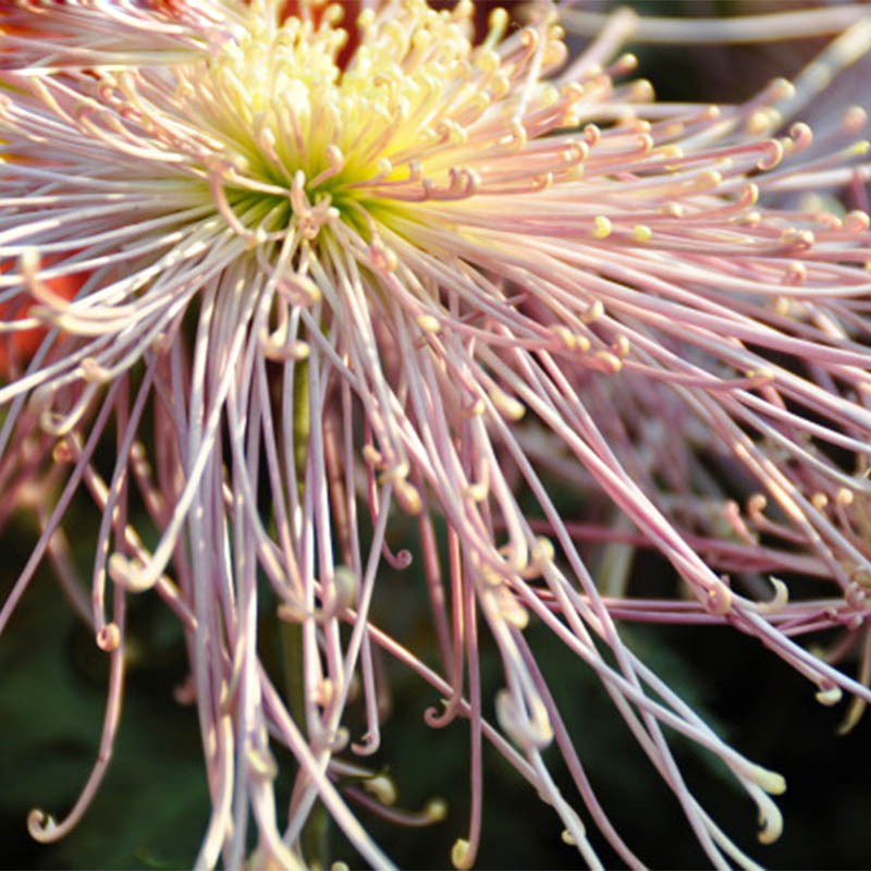 100 Pcs Rare Fireworks Pink Chrysanthemum Seeds Chrysanthemum