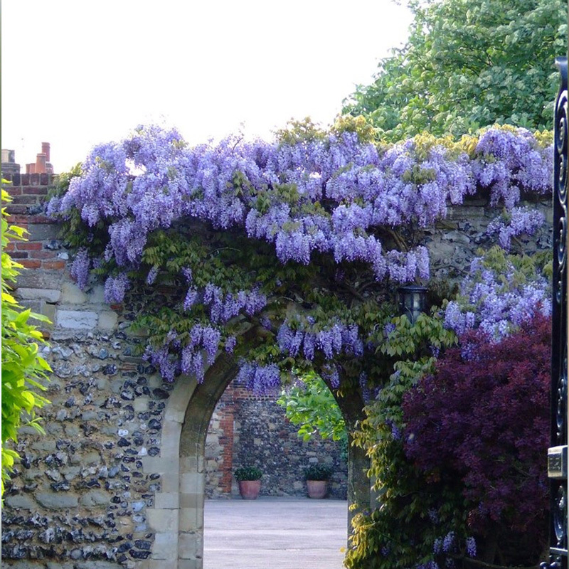 Wisteria plants for sale near me Idea