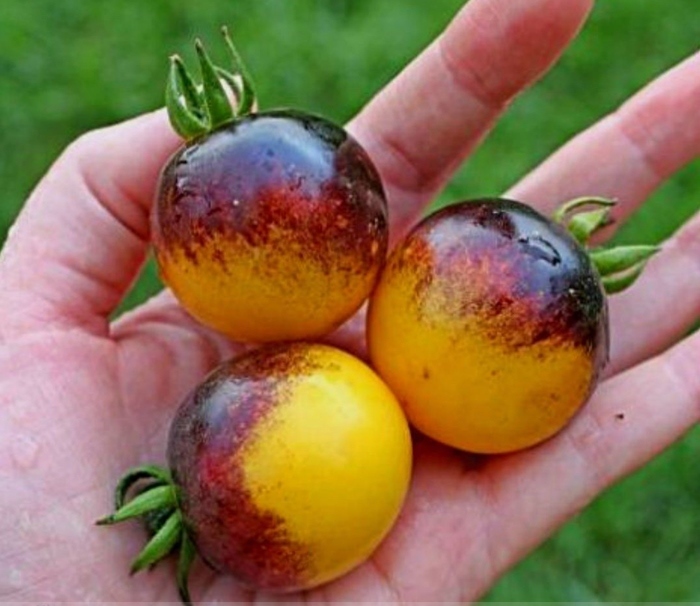 Very Rare Bumble Bee Heirloom Tomato Seeds - 100 Seeds - Perennial Seeds