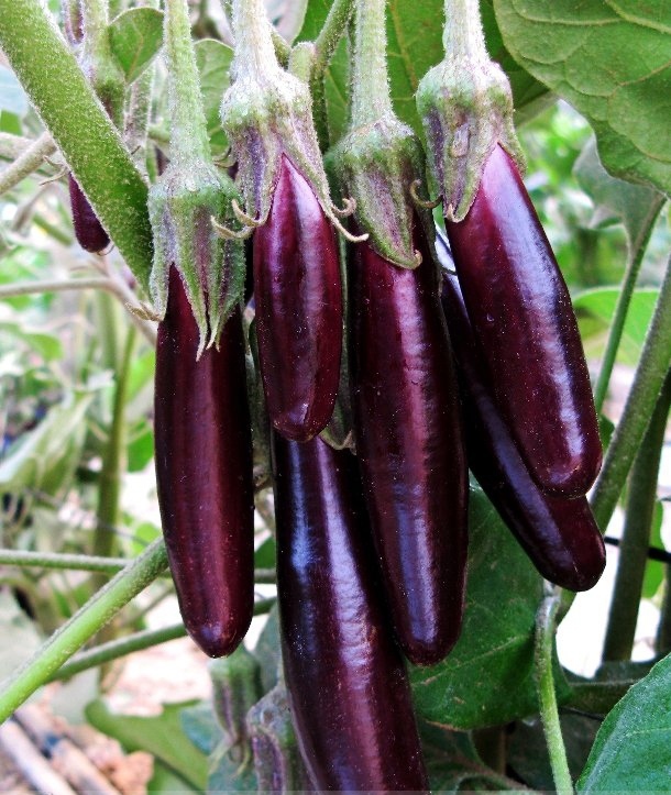 Organic Heirloom Eggplant Aubergine Little Fingers Solanum Melongena ...